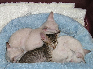 Die Babys brauchen.....