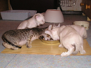 ....haben groen Hunger.