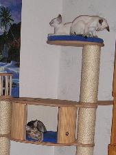 Elton, Energy und Twister