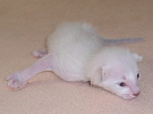 Einstein