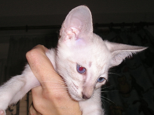 Einstein