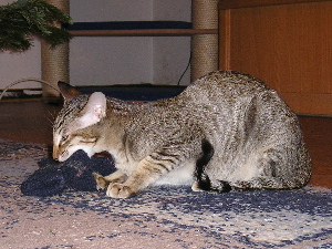 Twister hat einen Handschuh erbeutet...